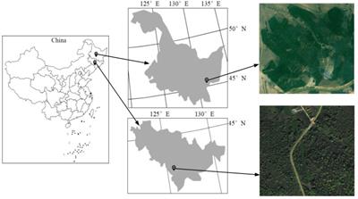 Comparison of various chemometric methods on visible and near-infrared spectral analysis for wood density prediction among different tree species and geographical origins